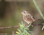 Lincoln's Sparrow 3 - Melospiza lincolnii