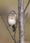 Lincoln's Sparrow 4 - Melospiza lincolnii
