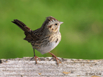 Lincoln's Sparrow 5 - Melospiza lincolnii