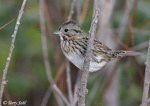 Lincoln's Sparrow 8 - Melospiza lincolnii