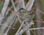 Lincoln's Sparrow 9 - Melospiza lincolnii