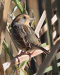Nelson's Sparrow - Ammodramus nelsoni