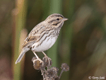 Savannah Sparrow 14 - Passerculus sandwichensis
