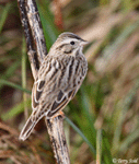 Savannah Sparrow15 - Passerculus sandwichensis