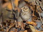 Savannah Sparrow 26 - Passerculus sandwichensis