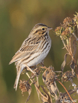 Savannah Sparrow 4 - Passerculus sandwichensis