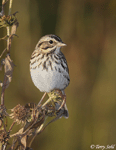 Savannah Sparrow 7 - Passerculus sandwichensis