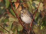 Savannah Sparrow 9 - Passerculus sandwichensis