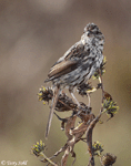 Song Sparrow 10 - Melospiza melodia