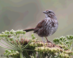 Song Sparrow 12 - Melospiza melodia