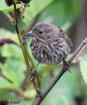 Song Sparrow 13 - Melospiza melodia