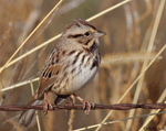 Song Sparrow 14 - Melospiza melodia