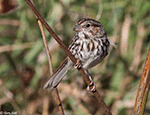 Song Sparrow 17 - Melospiza melodia