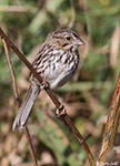 Song Sparrow 18 - Melospiza melodia