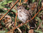 Song Sparrow 19 - Melospiza melodia