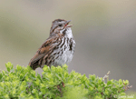 Song Sparrow 4 - Melospiza melodia