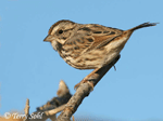 Song Sparrow 5 - Melospiza melodia