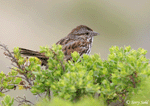 Song Sparrow 6 - Melospiza melodia
