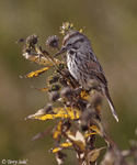 Song Sparrow 8 - Melospiza melodia