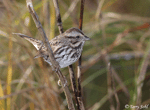 Song Sparrow 9 - Melospiza melodia