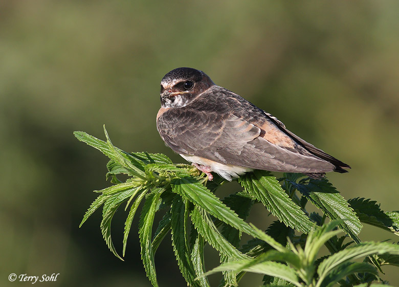 Cliff Swallow - Petrochelidon pyrrhonota