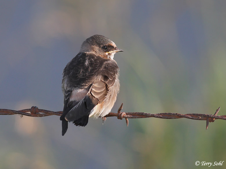 Cliff Swallow - Petrochelidon pyrrhonota