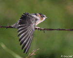 Cliff Swallow - Petrochelidon pyrrhonota