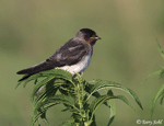 Cliff Swallow - Petrochelidon pyrrhonota