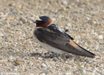 Cliff Swallow - Petrochelidon pyrrhonota