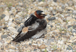 Cliff Swallow - Petrochelidon pyrrhonota