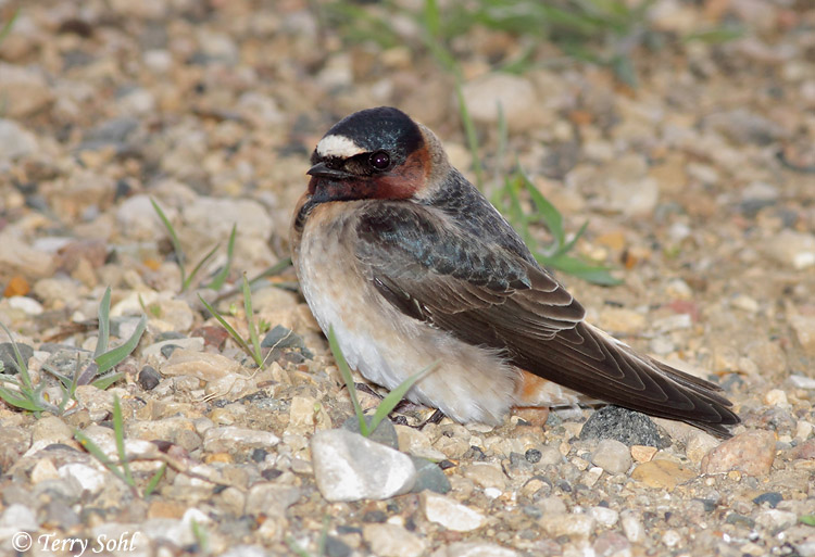 Cliff Swallow - Petrochelidon pyrrhonota