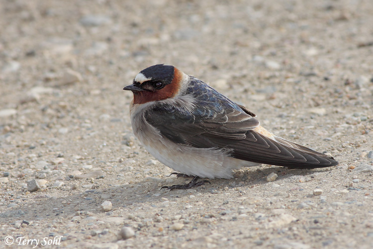 Cliff Swallow - Petrochelidon pyrrhonota