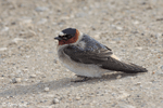 Cliff Swallow - Petrochelidon pyrrhonota