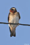 Cliff Swallow - Petrochelidon pyrrhonota