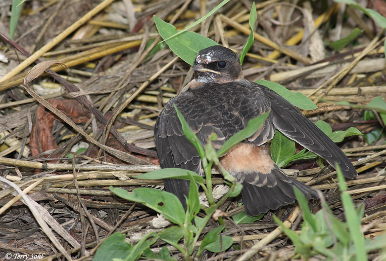 Cliff Swallow - Petrochelidon pyrrhonota