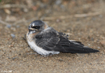 Cliff Swallow - Petrochelidon pyrrhonota