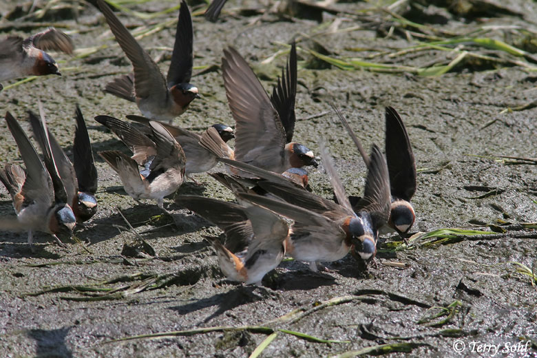 Cliff Swallow - Petrochelidon pyrrhonota