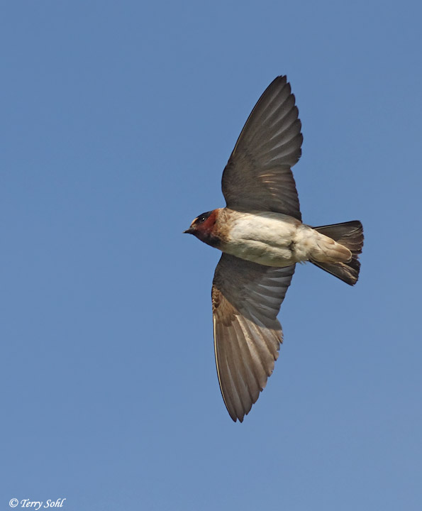 Cliff Swallow - Petrochelidon pyrrhonota