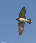 Cliff Swallow - Petrochelidon pyrrhonota