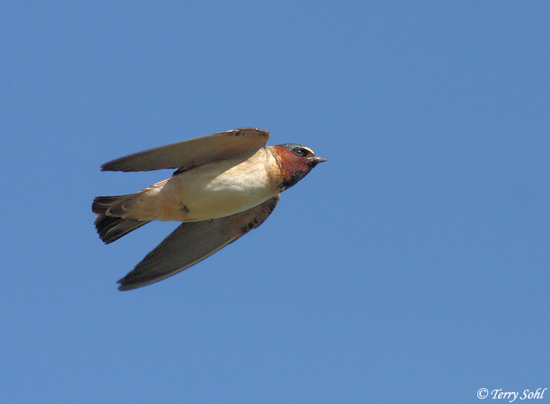 Cliff Swallow - Petrochelidon pyrrhonota