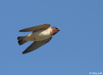 Cliff Swallow - Petrochelidon pyrrhonota