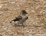 Northern Rough-winged Swallow 2 - Stelgidopteryx serripennis