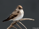 Northern Rough-winged Swallow 3 - Stelgidopteryx serripennis