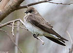 Northern Rough-winged Swallow 8 - Stelgidopteryx serripennis