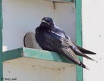 Purple Martin - Progne subis