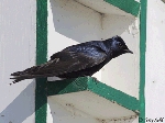 Purple Martin - Progne subis