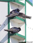 Purple Martin - Progne subis