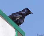 Purple Martin - Progne subis