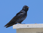 Purple Martin - Progne subis