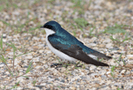 Tree Swallow 11 - Tachycineta bicolor